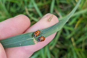 Dreizehnpunkt-Marienkäfer und eine Gestreifte Spornzikade ruhten am Deich der Leinepolder, (c) Gaby Schulemann-Maier