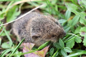 Im Gras neben dem Deich wuselte eine kleine Maus umher, (c) Martin Krauß