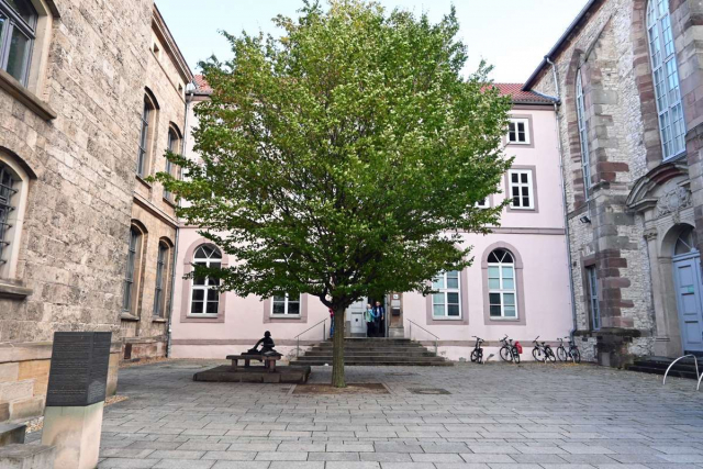 Baum vor der historischen Paulinerkirche in Göttingen, (c) Ina Siebert