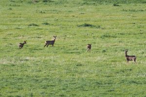 Einige Rehe standen in Polder 1, (c) Ulrich vor dem Esche