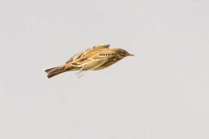 Flink über Polder 1 unterwegs: ein Wiesenpieper, (c) Frank Beisheim