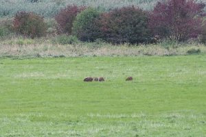 Die weit entfernten Wildschweine suchten nach Fressbarem, (c) Ulrich vor dem Esche