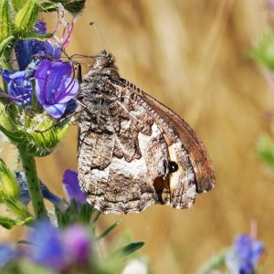 Großer Waldportier (Hipparchia fagi), (c) Jordan Wegberg/NABU-naturgucker.de