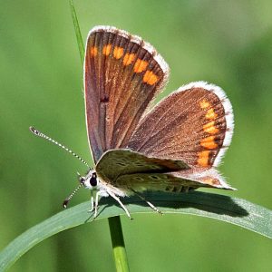 Kleiner Sonnenröschen-Bläuling (Aricia agestis), (c) Roland Tichai/NABU-naturgucker.de