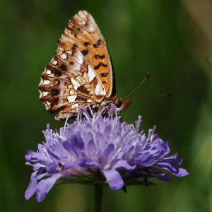 Magerrasen-Perlmutterfalter (Boloria dia), (c) Dr. Mareike Possienke