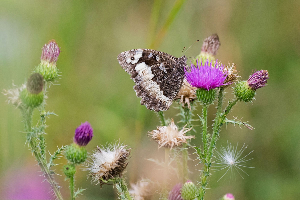 Weißer Waldportier (Brintesia circe), (c) Markus Kolbe/NABU-naturgucker.de