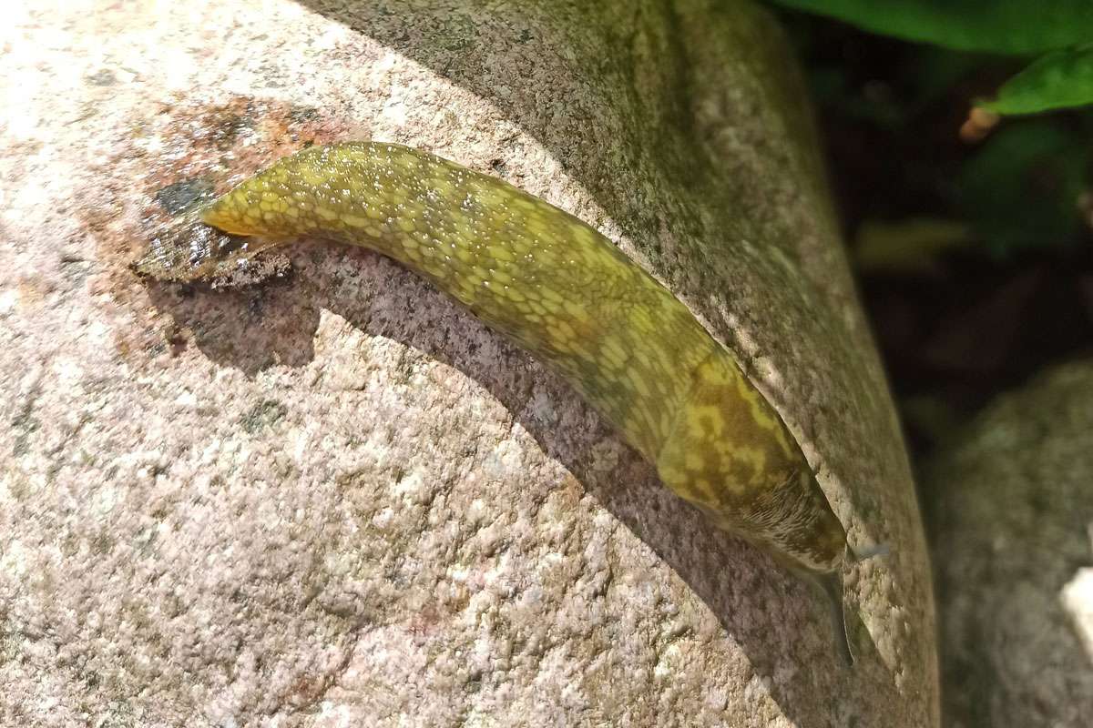 Ungewöhnlicher Tagfund eines Bierschnegels (Limacus flavus), (c) Nele Pohl/NABU-naturgucker.de