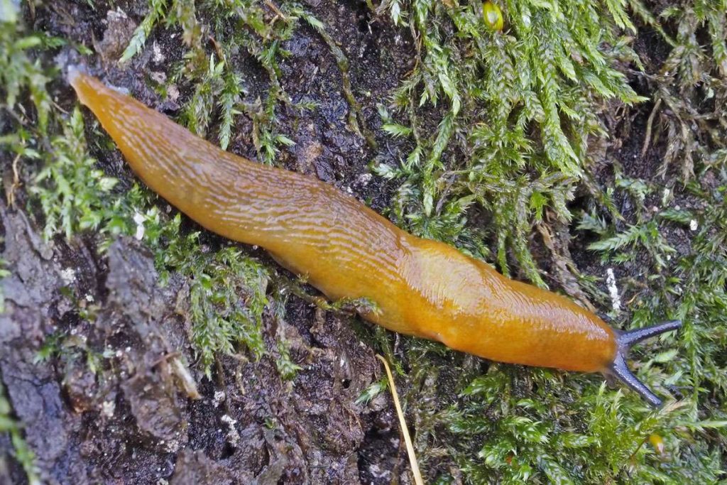 Der Pilzschnegel (Malacolimax tenellus) ist eine Verwechslungsart des Bierschnegels, (c) Bernhard KonzenNABU-naturgucker.de