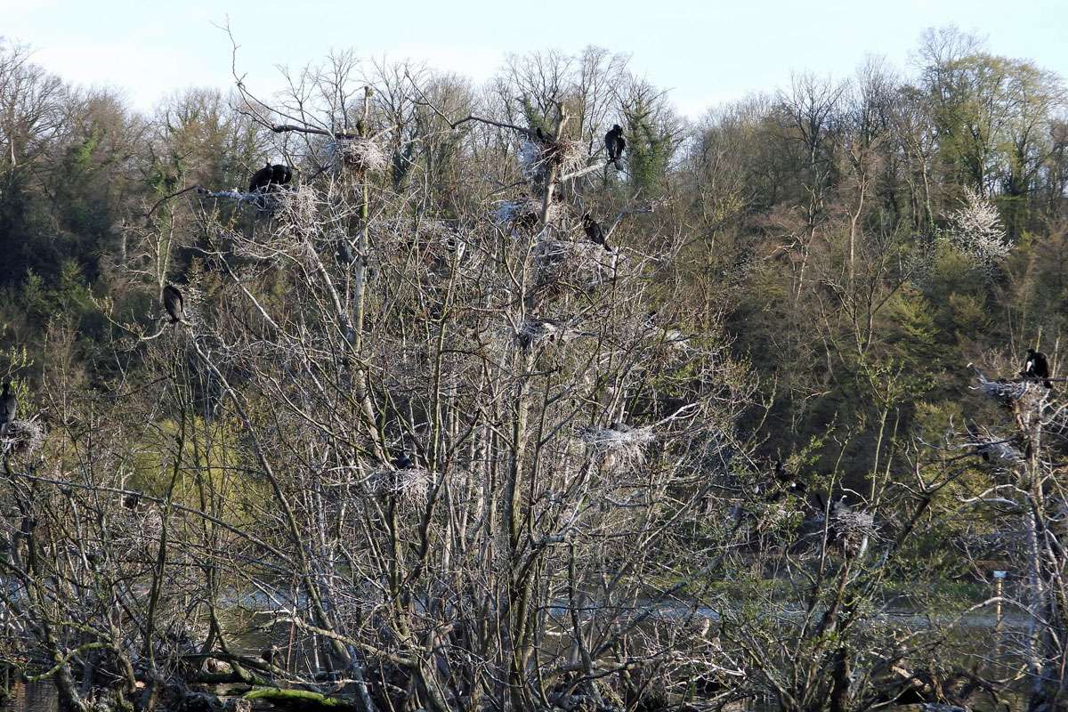 Brutkolonie der Kormorane (Phalacrocorax carbo) mit typischen weißen Kotspuren, (c) Gaby Schulemann-Maier/NABU-naturgucker.de