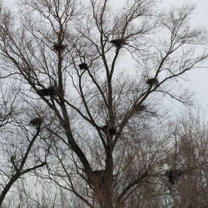 Graureiherkolonie im Dezember, (c) Louisa Preuß/NABU-naturgucker.de