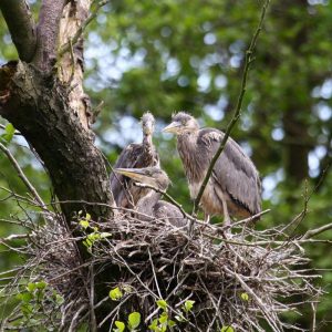 Junge Graureiher im Nest, (c) Armin Teichmann/NABU-naturgucker.de