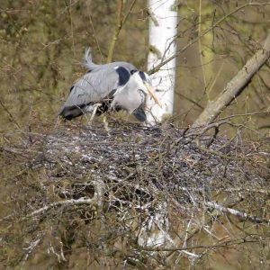 Graureiher auf seinem Nest, (c) Armin Teichmann/NABU-naturgucker.de