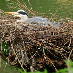 Brütender Graureiher auf seinem Nest, (c) Barbara Rüdenauer/NABU-naturgucker.de