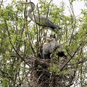 Graureiher mit Nachwuchs auf seinem Nest, (c) Günther Pitschi/NABU-naturgucker.de