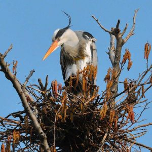 Graureiher auf seinem Nest, (c) Peter Reus/NABU-naturgucker.de