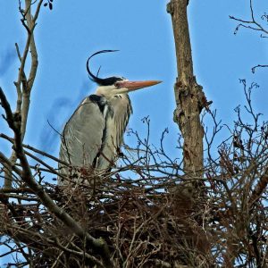 Graureiher auf seinem Nest, (c) Roland Tichai/NABU-naturgucker.de