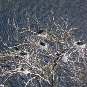 Kormorankolonie mit typischen weißen Kotspuren, (c) Bärbel Serwazi/NABU-naturgucker.de