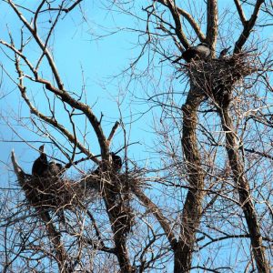 Kormorankolonie mit brütenden Vögeln, (c) Günther Pitschi/NABU-naturgucker.de