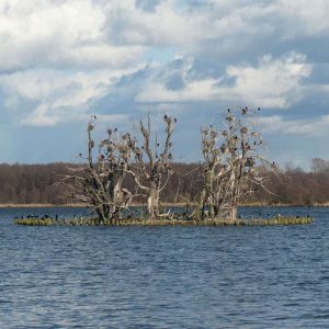 Kormorankolonie auf einer Insel, (c) Inge Bartholomäus-Kaelcke/NABU-naturgucker.de