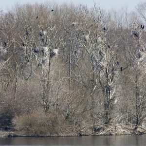 Kormorankolonie im zeitigen Frühling, (c) Jörg Chmill/NABU-naturgucker.de