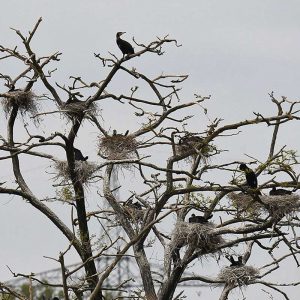 Kormorannester in einer Brutkolonie, (c) Stella Mielke/NABU-naturgucker.de