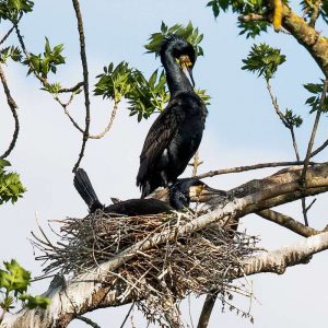 Kormoran-Brutpaar am Nest, (c) Christoph Armbruster/NABU-naturgucker.de