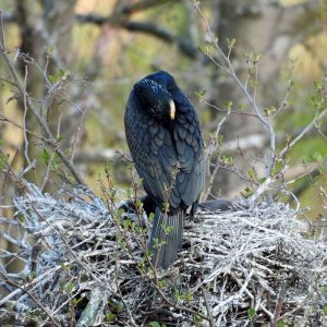 Kormoran-Brutpaar am Nest, (c) Gaby Schulemann-Maier/NABU-naturgucker.de