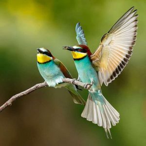 Bienenfresser (Merops apiaster), (c) Horst Engler/NABU-naturgucker.de