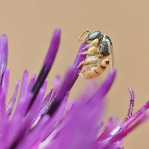 Dünen Steppenbiene (Nomioides minutissimus), (c) Harald Bott/NABU-naturgucker.de