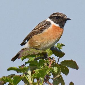 Europäisches Schwarzkehlchen (Saxicola torquatus subsp. rubicola), (c) Stella Mielke/NABU-naturgucker.de