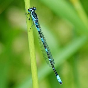 Fledermaus Azurjungfer (Coenagrion pulchellum), (c) Jens Winter/NABU-naturgucker.de