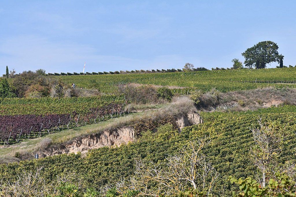 Gebietsbild Kirschbühl, (c) Stella Mielke/NABU-naturgucker.de