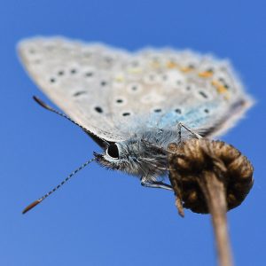 Hauhechelbläuling (Polyommatus icarus), (c) Stella Mielke/NABU-naturgucker.de