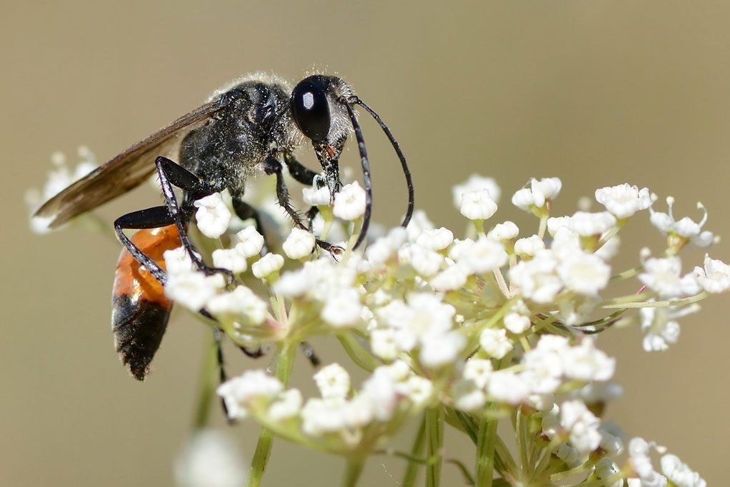 Heuschrecken-Sandwespe (Sphex funerarius), (c) Stella Mielke/NABU-naturgucker.de