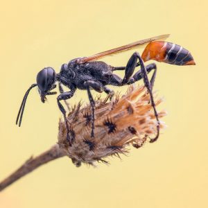 Kirbys Heuschreckenjäger Grabwespe (Prionyx kirbii), (c) Volker Hohenberg/NABU-naturgucker.de