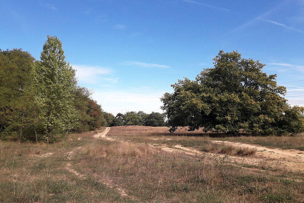 Mainzer Sand, (c) Stella Mielke/NABU-naturgucker.de
