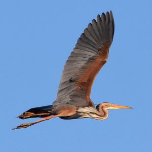 Purpurreiher (Ardea purpurea), (c) Ina Siebert/NABU-naturgucker.de