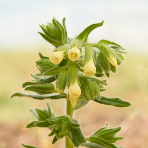 Sand Lotwurz (Onosma arenaria), (c) Arno Laber/NABU-naturgucker.de