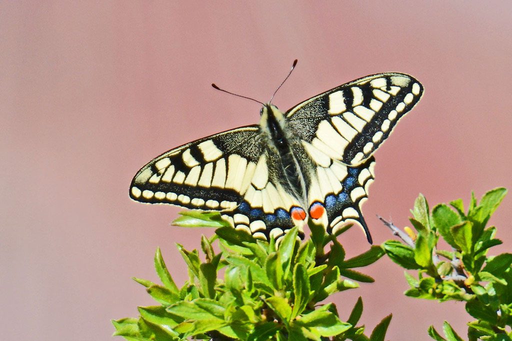 Schwalbenschwanz (Papilio machaon), (c) Stella Mielke/NABU-naturgucker.de