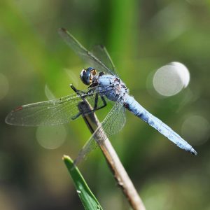 Südlicher Blaupfeil (Orthetrum brunneum), (c) Frank-Philip-Gröhl/NABU-naturgucker.de