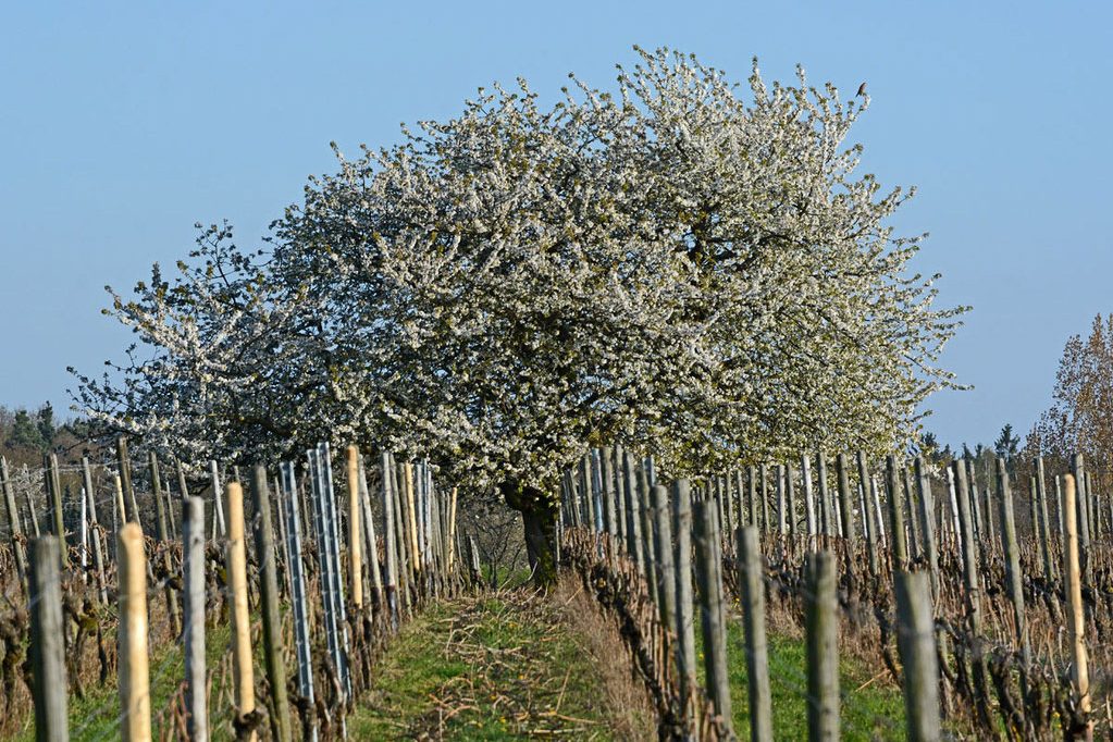 Weinrebe (Vitis vinifera s.l.), (c) Stella Mielke/NABU-naturgucker.de