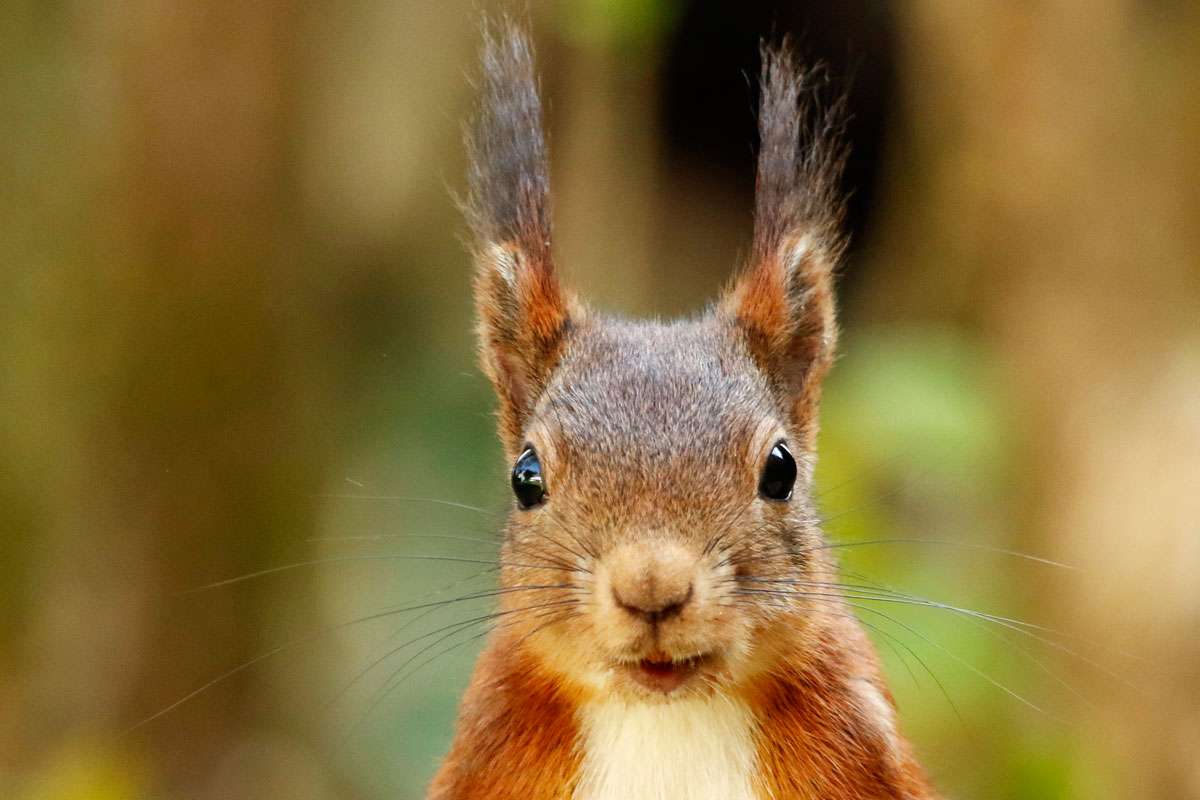 Eichhörnchen (Sciurus vulgaris), (c) Helene Germer/NABU-naturgucker.de