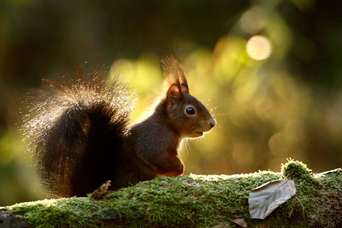 Eichhörnchen (Sciurus vulgaris), (c) Helene Germer/NABU-naturgucker.de