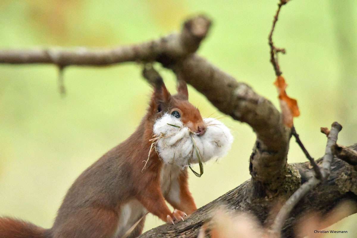 Eichhörnchen (Sciurus vulgaris), (c) Christian Wiesmann/NABU-naturgucker.de