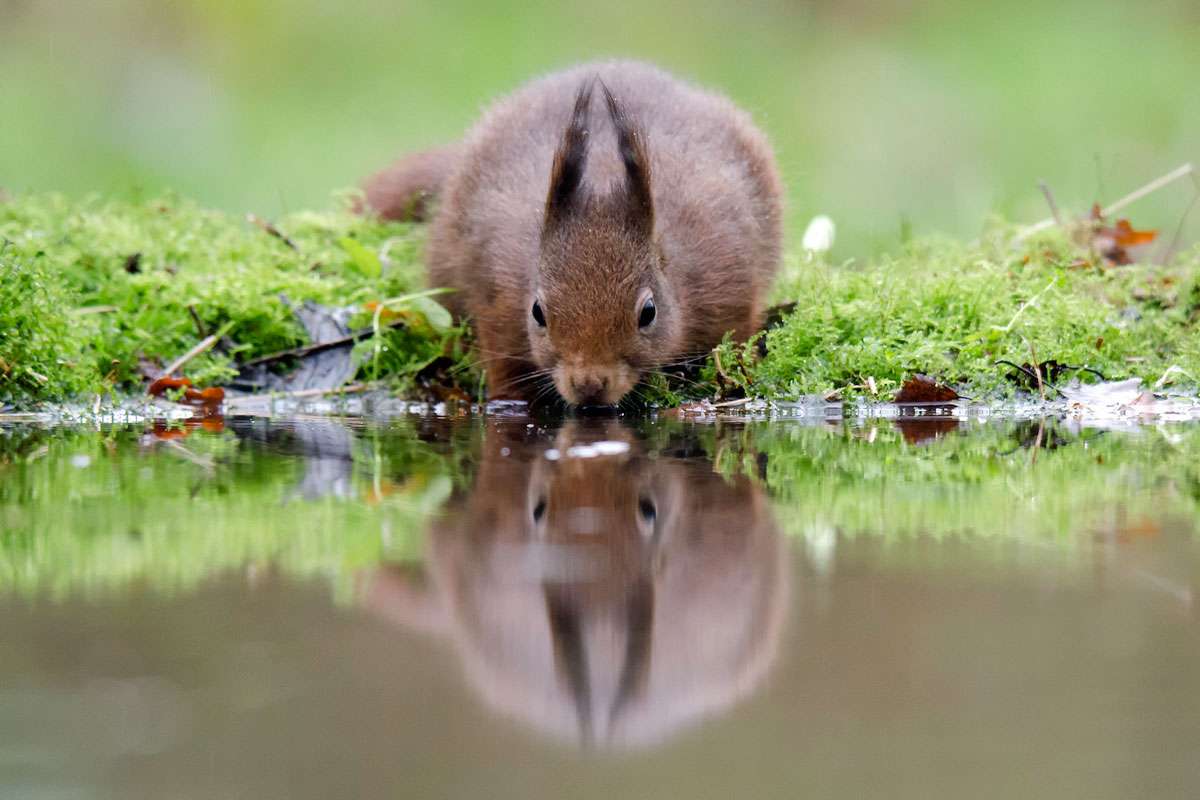 Eichhörnchen (Sciurus vulgaris), (c) Gerhard Butke/NABU-naturgucker.de