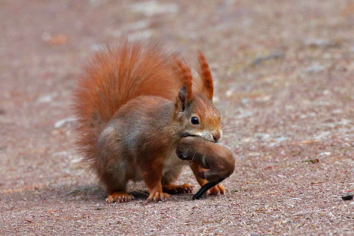 Eichhörnchen (Sciurus vulgaris), (c) Jens Winter/NABU-naturgucker.de