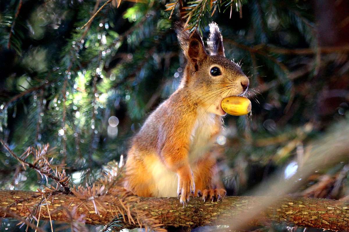 Eichhörnchen (Sciurus vulgaris), (c) Ursula Spolders/NABU-naturgucker.de