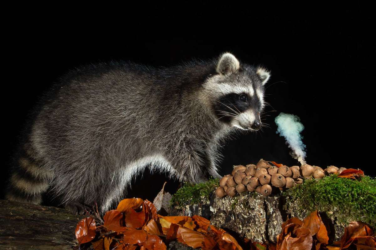 Birnenstäublinge und ein Waschbär, (c) Siegbert Werner/NABU-naturgucker.de