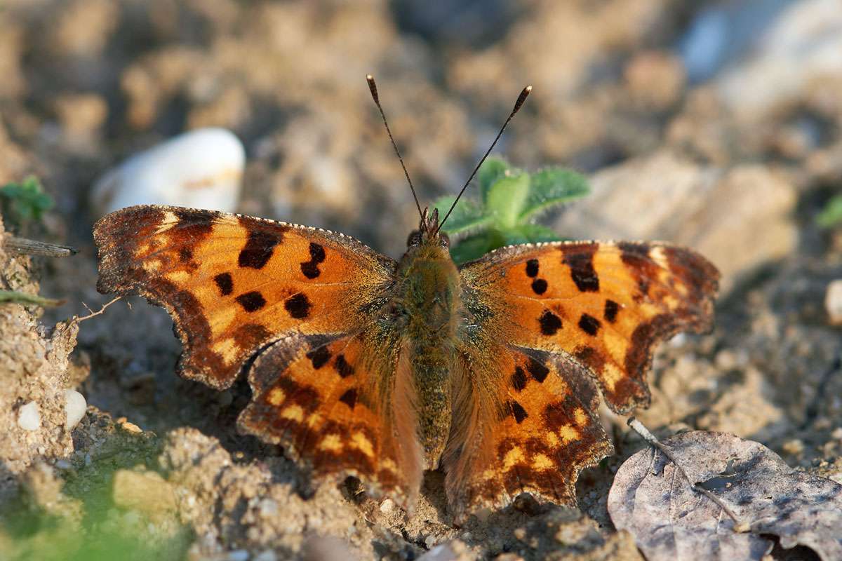 C-Falter (Polygonia c-album), (c) Arno Laber/NABU-naturgucker.de