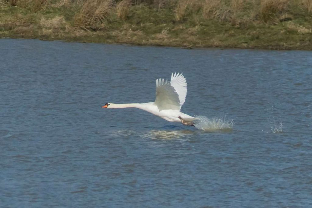 Fliegender Höckerschwan, (c) Udo Krupka/NABU-naturgucker.de